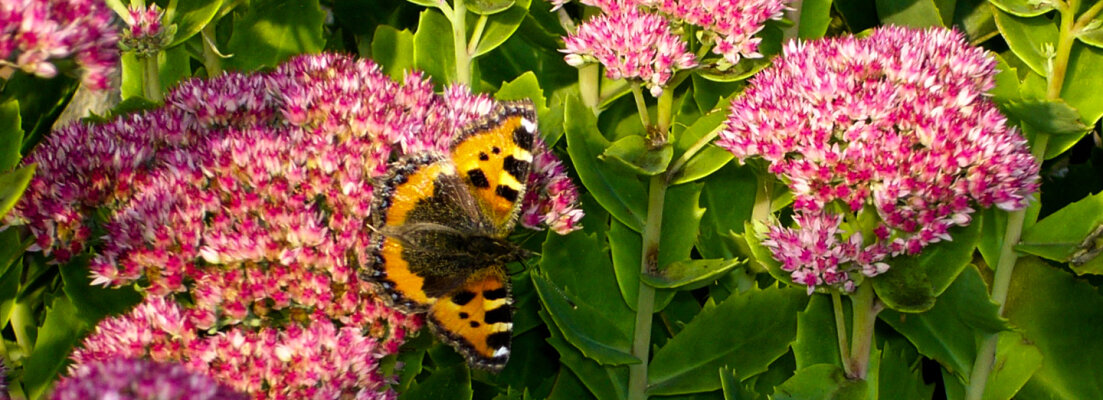 How can you attract butterflies into your garden? - How can you attract butterflies into your garden?