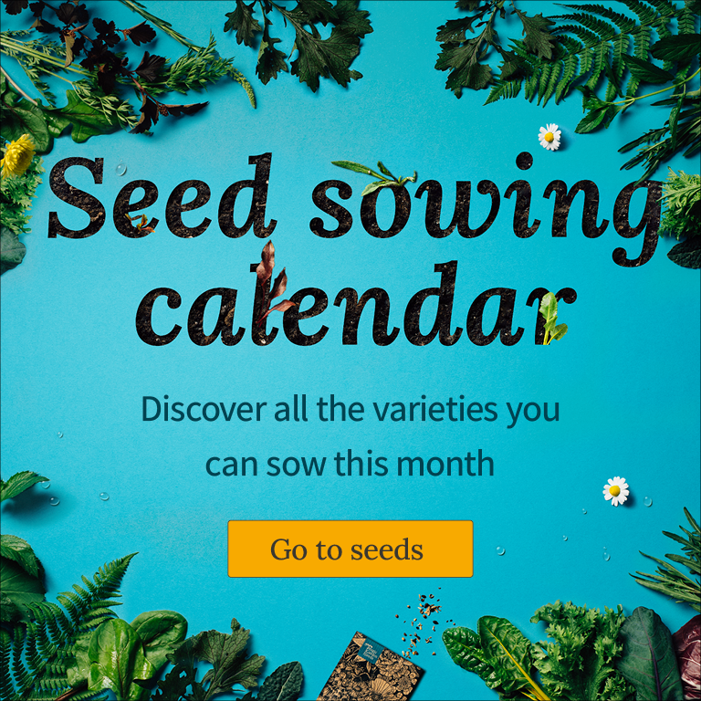 What can be sown directly outdoors in October