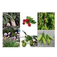 The Beer Garden Set (Organic) - Seed kit gift set