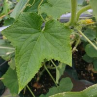 Cucumber Marketmore’ (Cucumis sativus) organic seeds