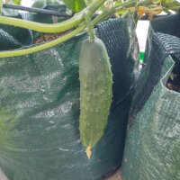 Cucumber Marketmore’ (Cucumis sativus) organic seeds