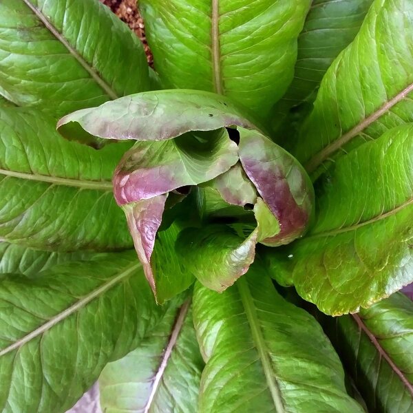 Romaine Lettuce Romaine Red Cos (Lactuca sativa) organic