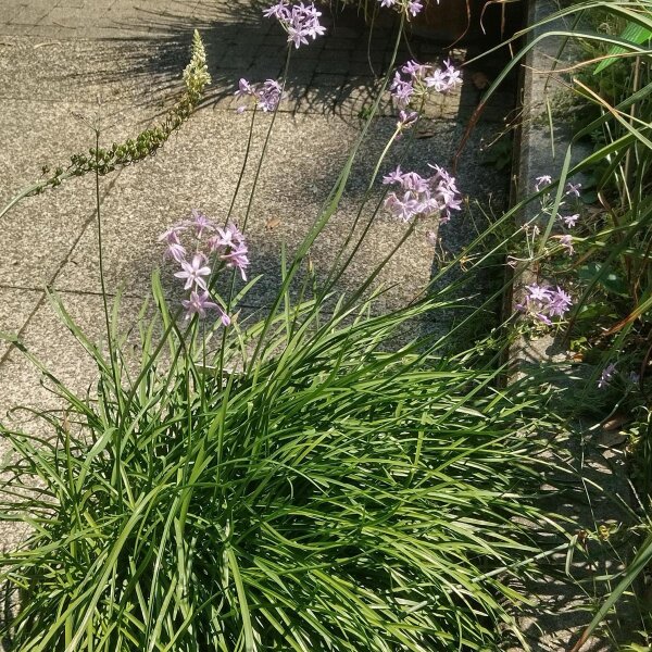 Society Garlic (Tulbaghia violacea) seeds