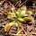 Venus Flytrap (Dionaea muscipula) seeds