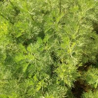 Southernwood (Artemisia abrotanum) seeds