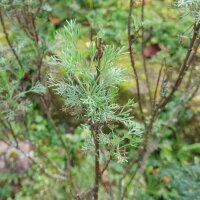 Southernwood (Artemisia abrotanum) seeds