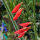 Beardtongue Coccineus (Penstemon barbatus) seeds