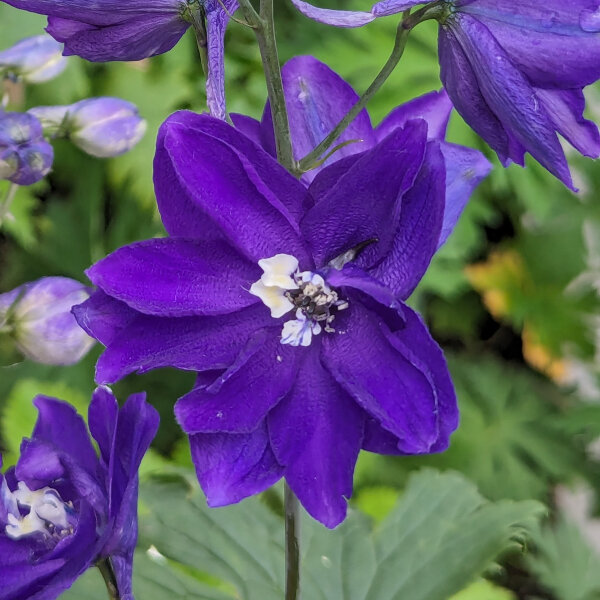 Garden Larkspur Magic Fountains-Dark Blue Dark Bee (Delphinium cultorum) seeds