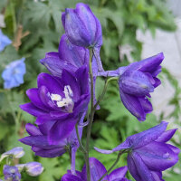 Garden Larkspur Magic Fountains-Dark Blue Dark Bee (Delphinium cultorum) seeds