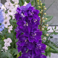 Garden Larkspur Magic Fountains-Dark Blue Dark Bee (Delphinium cultorum) seeds