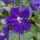 Garden Larkspur Magic Fountains-Dark Blue Dark Bee (Delphinium cultorum) seeds