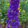 Garden Larkspur Magic Fountains-Dark Blue Dark Bee (Delphinium cultorum) seeds