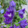 Garden Larkspur Magic Fountains-Dark Blue Dark Bee (Delphinium cultorum) seeds