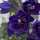 Garden Larkspur Magic Fountains-Dark Blue Dark Bee (Delphinium cultorum) seeds