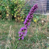 Gayfeather / Blazing Star (Liatris spicata) seeds