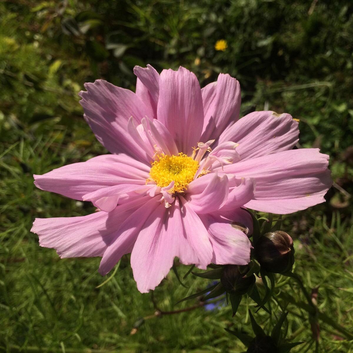 Cosmos 'pink' (cosmos Bipinnatus) Seeds