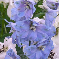 Garden Larkspur Magic Fountains-Sky Blue, White Bee (Delphinium cultorum) seeds