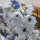 Garden Larkspur Magic Fountains-White, Dark Bee (Delphinium cultorum) seeds