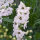 Garden Larkspur Magic Fountains-White, Dark Bee (Delphinium cultorum) seeds