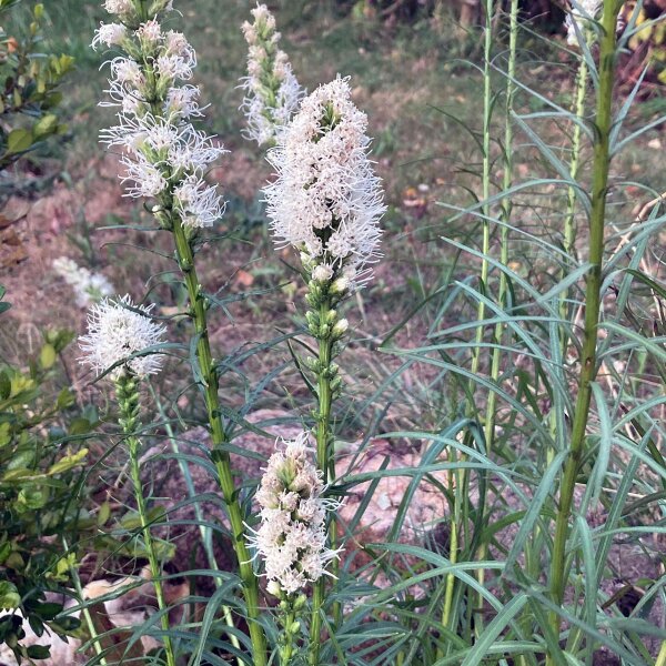 Button Snakewort (Liatris spicata) seeds