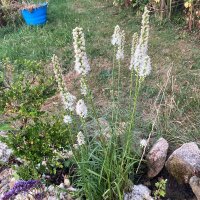 Button Snakewort (Liatris spicata) seeds