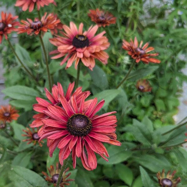 Black Eyed Susan Sahara (Rudbeckia hirta)