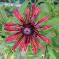 Black Eyed Susan Sahara (Rudbeckia hirta)