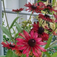 Black Eyed Susan Sahara (Rudbeckia hirta)