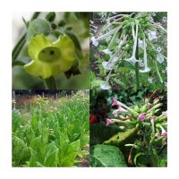 Tobacco Rarity Seeds (Organic) - Seed kit