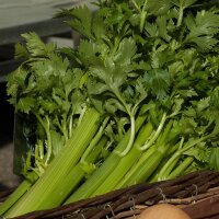 Bunny Vegetable for Human & Animal (Organic) - Seed Set