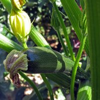 Beginners Vegetable for Balcony & Garden (Organic) - Seed Set