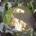 Cauliflower Neckar Pearl (Brassica oleracea var. botrytis) organic seeds
