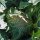 Cauliflower Neckar Pearl (Brassica oleracea var. botrytis) organic seeds