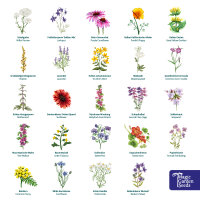 Magical Time – Organic seed Advent Calendar – A Sea of Wildflowers