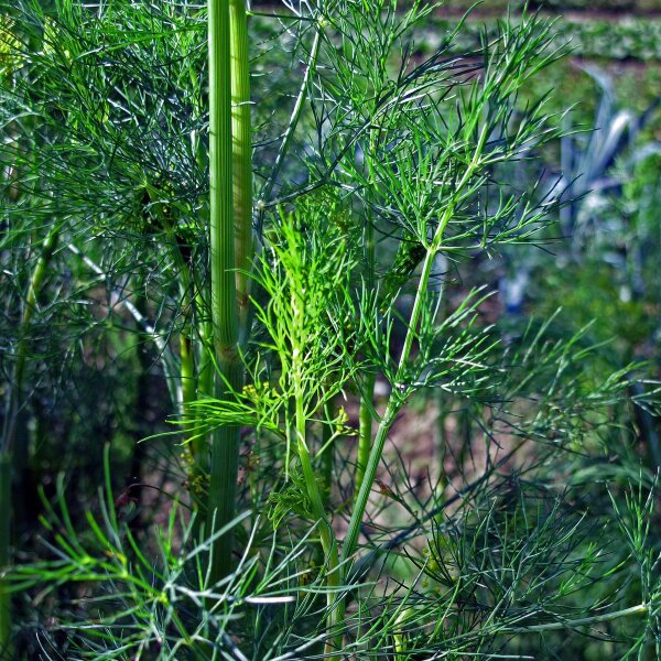 Dill (Anethum graveolens) seeds