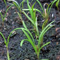 Dill (Anethum graveolens) seeds