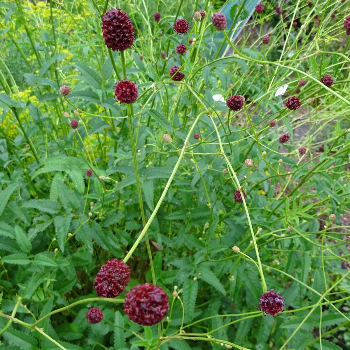 Great burnet (Sanguisorba officinalis)