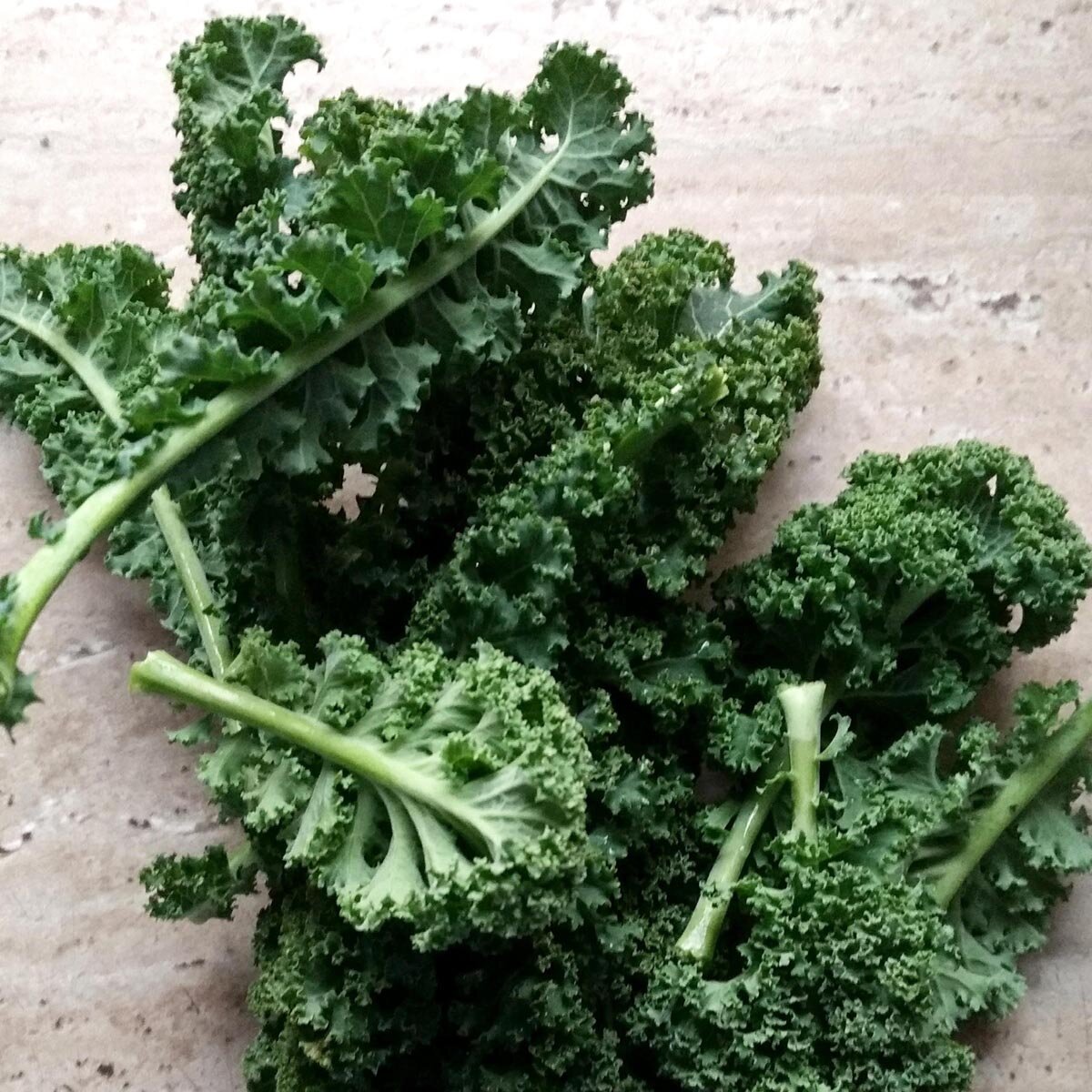 Lark's Tongue Curly Kale 'Lerchenzungen' (Brassica oleracea convar ...