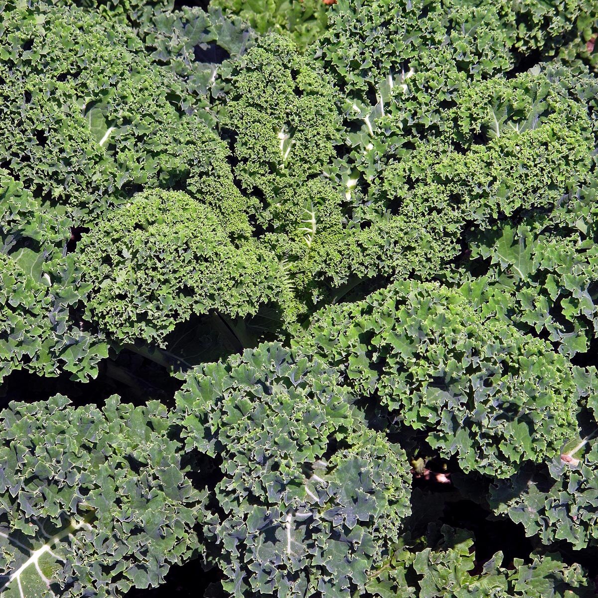 Lark's Tongue Curly Kale 'Lerchenzungen' (Brassica oleracea convar ...