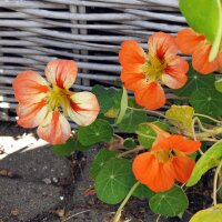 Garden Nasturtium / Monks Cress (Tropaeolum majus) seeds