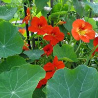 Garden Nasturtium / Monks Cress (Tropaeolum majus) seeds