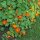 Garden Nasturtium / Monks Cress (Tropaeolum majus) seeds