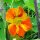 Garden Nasturtium / Monks Cress (Tropaeolum majus) seeds