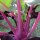 Purple Kohlrabi Blauer Delikatess (Brassica oleracea var. gongylodes) seeds