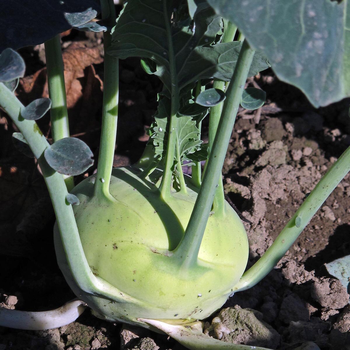 White Kohlrabi 'Superschmelz' (Brassica Oleracea Var. Gongylodes) Seeds