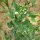 Wrinkled Pea Kelvedon Wonder (Pisum sativum L. convar. medullare) seeds