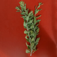 Russian Sage / Salvia Blue Spire (Perovskia atriplicifolia) seeds