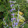 Russian Sage / Salvia Blue Spire (Perovskia atriplicifolia) seeds