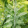 Russian Sage / Salvia Blue Spire (Perovskia atriplicifolia) seeds