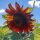 Sunflower Autumn Beauty Helianthus annuus) seeds